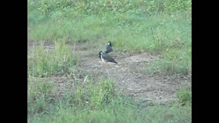 Red Wattled Lapwing pair
