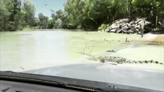 Waiting at an Australian Croc Crossing