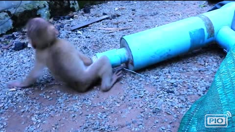 AMAZING Dog Helps Cute Stucked Monkey!!! Happy End!!! 🐶🐵