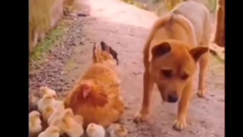 Dog and Hen funny reaction video