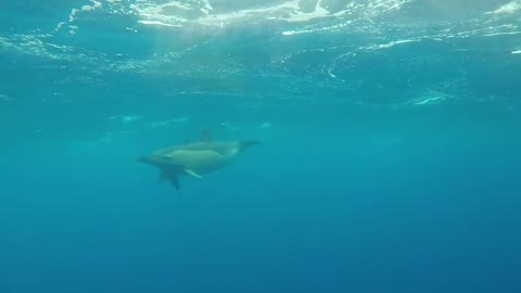 common dolphin on the azores islands