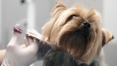 Cute dog haircut