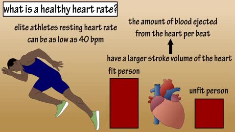 What Is A Healthy Heart Rate - What Affects Heart Rate - What Is Maximum Heart Rate