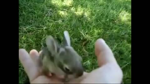 Cute Baby Bunny comes out to greet me