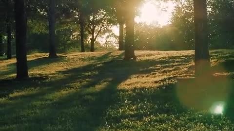 Meadow covered with grass and trees in the blazing sun