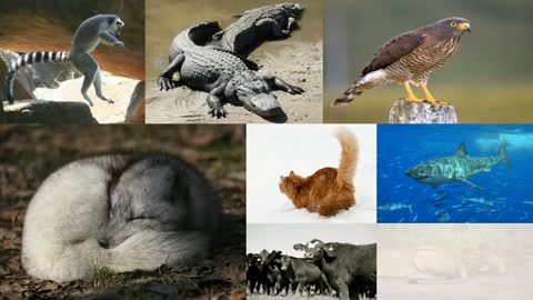 Why Do Animals Have Tails?