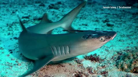 Malaysia's reef sharks stricken with skin disease