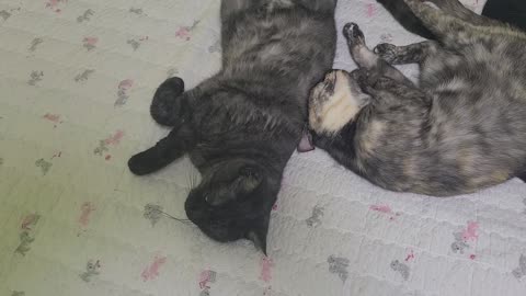 Sleep two cat