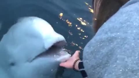 They dropped their phone in the sea and a Beluga Whale retrieved it for them.