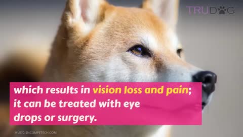 Health Concerns For Shiba Inus