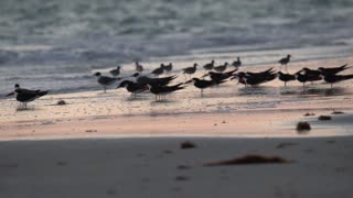 Beach Nesting Season Has Begun