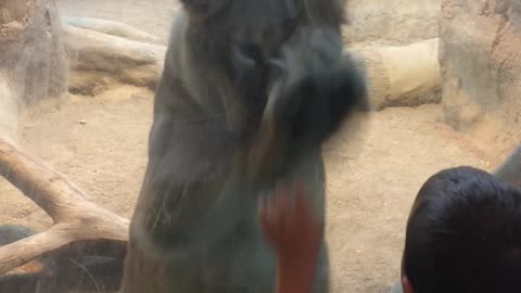 Kid Plays with Lion Through Zoo Glass