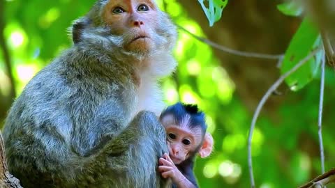 How Gorgeous Baby Newborn Monkey, Adorable Baby Look So Cute part 1
