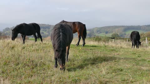 Best Thoroughbred Black Horses Eating Morning Grass