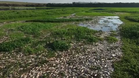 Tons of dead fish cover Sao Paulo river after alleged dumping of industrial waste.mp4