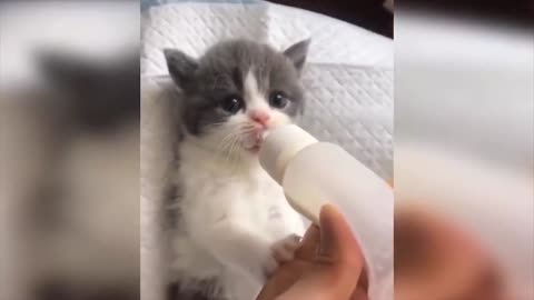 Kitten drinking milk from a baby bottle