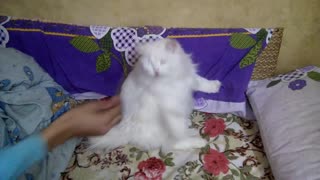 White Cat Got Stuck In Funny Way While Playing