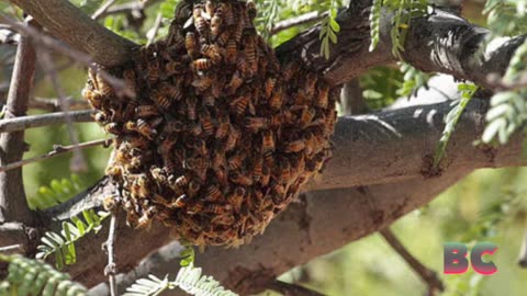 Arizona man killed by swarm of bees