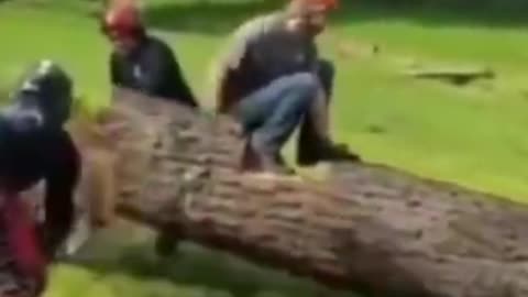 Lumberjack diving