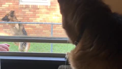 German Shepherd sees best friend