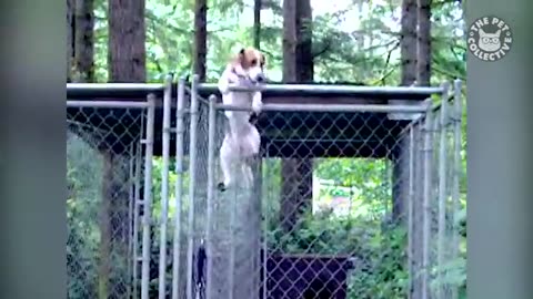 Pet escape funny video😂😂