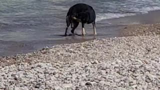 Dog on beach won't stop chasing its tail