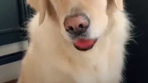 Pest dog funny video