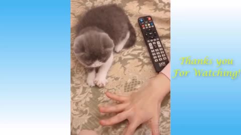Funny Cat's Life Videos