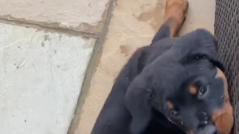 My Rottweiler Puppy needs a bit more practice 😂