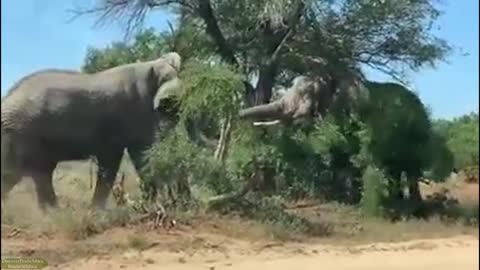 When Elephants go for Arm Wrestling the surrounding environment Suffer the consequences.