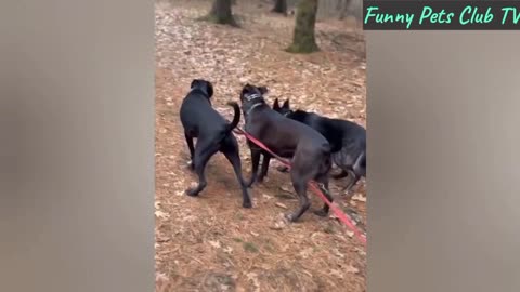 Funny Animal Videos 🤣 Funniest Cats and Dogs Videos 2024 😹🐶 #
