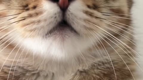 Admire cats up close