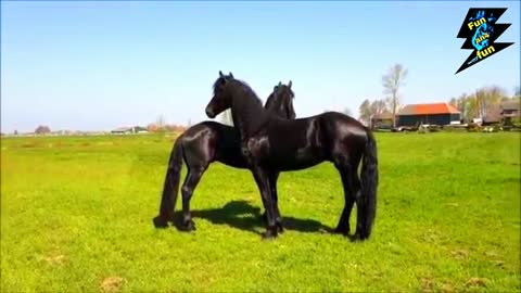 Watch the beautiful black horse frolic in the garden, part- |1|