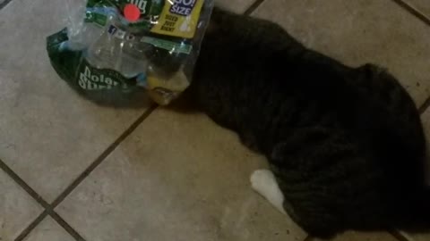 Cat has water packaging plastic stuck around head