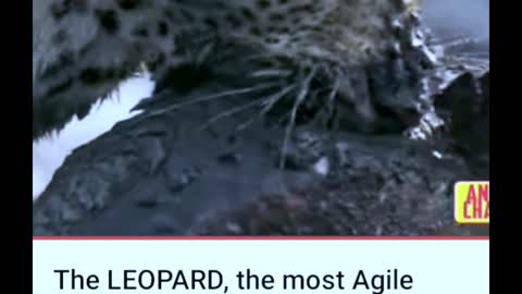 The leopard, the most agile and deadly big cat । leopard vs monkey, warthog and other animals.