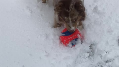 Super cute dog love to play in the snow