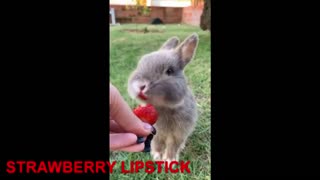 lovely bunnies-2