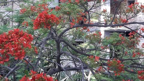 squirrel in flame tree