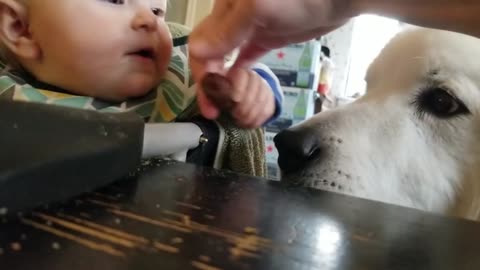 cute and funny babies steal moments