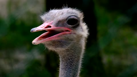 Ostrich smells from excessive drinking