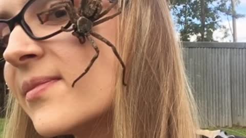 Giant Huntsman Spider Walks Across Woman's Face