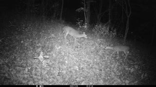 Doe Checking out what's for dinner