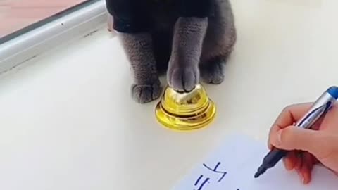 Intelligent black cat