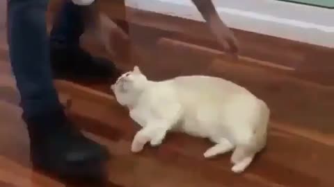 This kattie cat loves sliding on the floor 😍