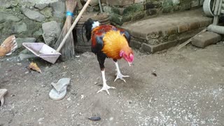 This rooster looks very dashing