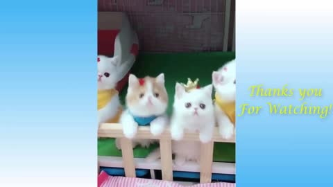 Most funny Cats Video of The MONTH - TRY NOT TO LAUGH Pets Garden