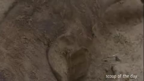 Elephant gives birth and her family celebration