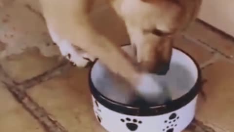 🐕Dog Funny Eating Video 😂 #viral #rumble #trends Funny animal video 😂