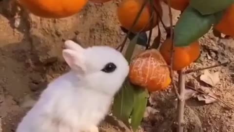 Funny animals videos 2021