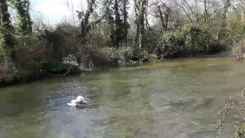 Swan on river